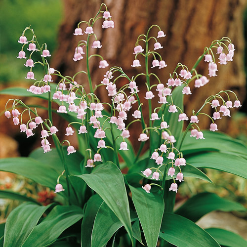 Shade Perennials: Lily-of-the-Valley (Convallaria majalis)
