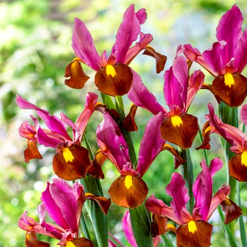 Dutch Iris Bulbs for Fall Dutch Red Ember
