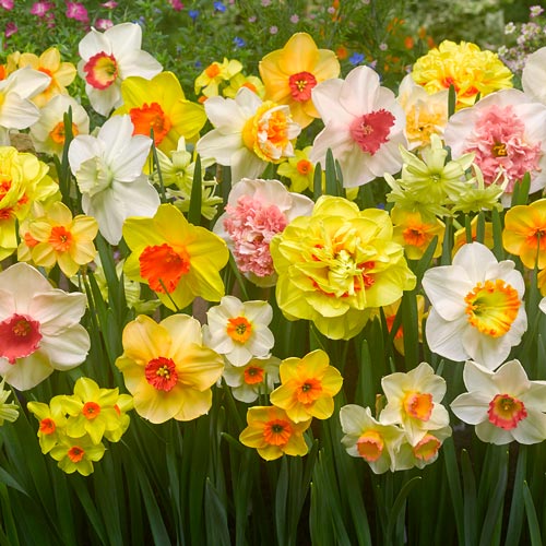  Dutch Master Daffodil 100 Bulbs - 12/14 cm Bulbs : Patio, Lawn  & Garden