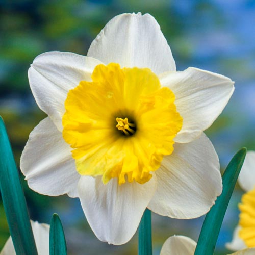 Narcissus Large Cupped 'Loveday' - Ruigrok Flowerbulbs