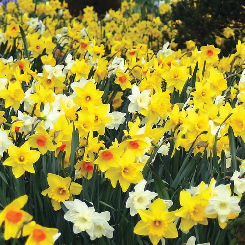  Dutch Master Daffodil 100 Bulbs - 12/14 cm Bulbs : Patio, Lawn  & Garden