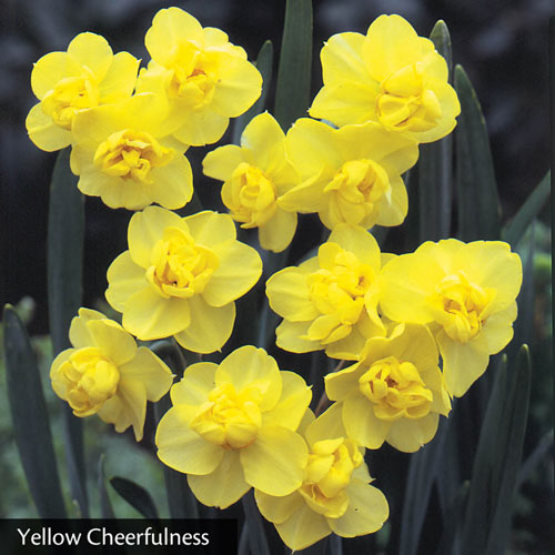 The best daffodil varieties that bloom all spring - Saga