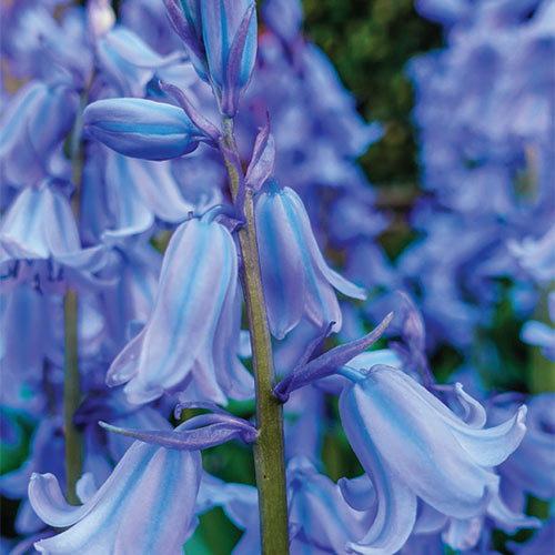10 "Wood Hyacinth Mix"  Fragrant Flowering Bulbs for Spectacular Blooms 