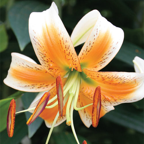 asiatic lily lovely ladies