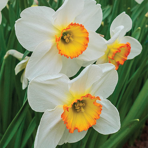 Large Cupped Daffodil Flower Record K. van Bourgondien