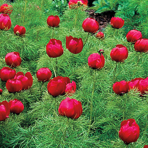 Fernleaf Peony K. van Bourgondien Wholesale Perennial