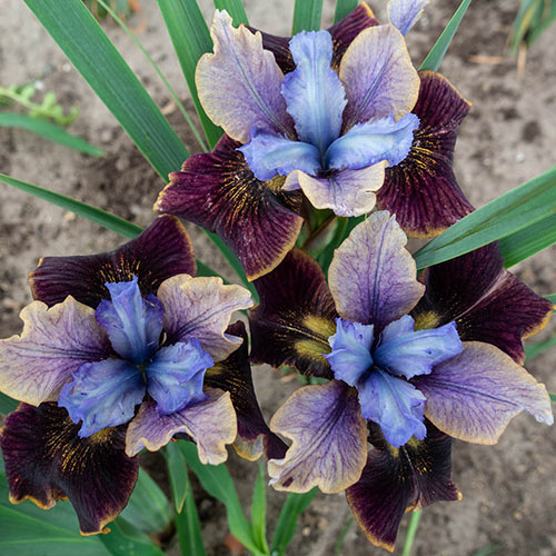 5 x Iris Sibirica Dark Desire