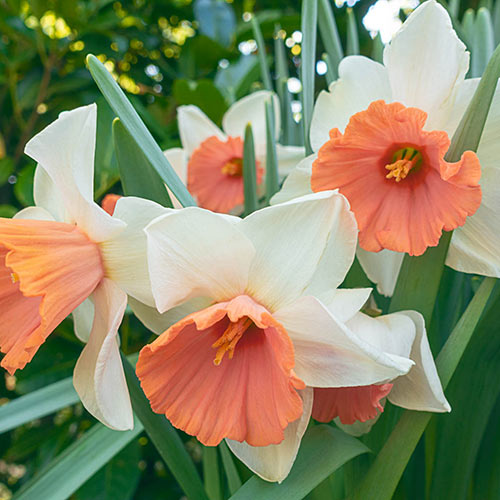 Gigantic Star Large Cupped Daffodil Bulbs, Narcissus