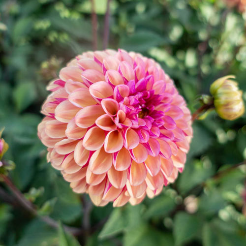 FREE SHIPPING Dahlia tubers 'Palmares' pompom fall blooming perennial flower summer large pastel yellow flowers for spring planting