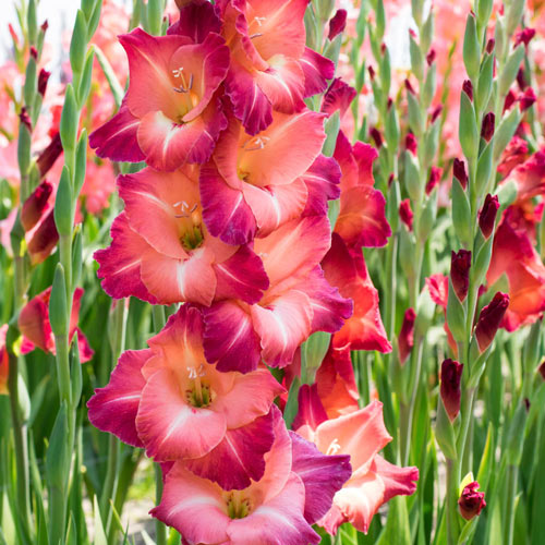 Guinea Gladiolus | K. van Bourgondien Wholesale Bulbs and Plants