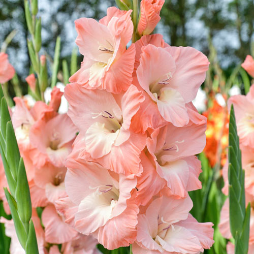 Karma Gladiolus | K. van Bourgondien Wholesale Bulbs and Plants