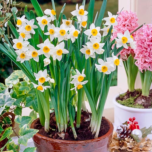 Paperwhite Narcissus Chinese Sacret Lily | K. van Bourgondien