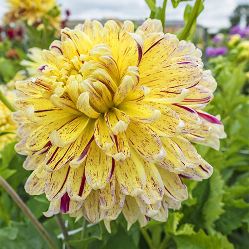 "Cambridge Decorative Dahlia Root" Spectacular Flowers Bulb CHECK  OUR STORE 