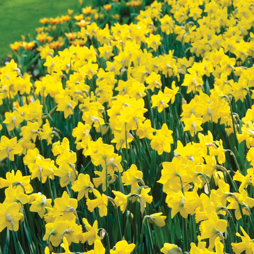 Eazy Plants - The Online Garden Centre - A mixture of miniature Daffodils  and Narcissi to get spring