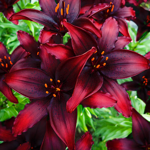 Black Flower Flowers for Garden Set of 5 Asiatic Lily Bulbs 5X Lilium asiaticum Blacklist Flower Bulbs Ø 14-16 cm