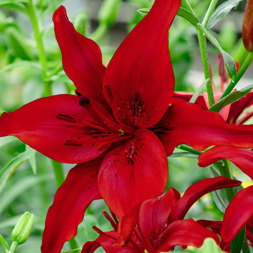 Red County Asiatic Lily | K. van Bourgondien Bulbs