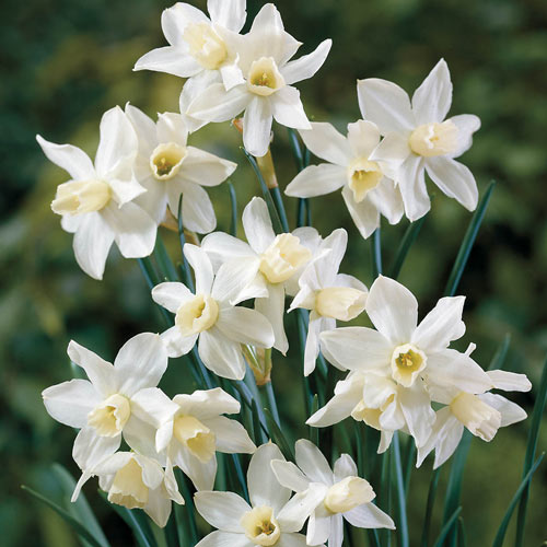 white daffodil flower