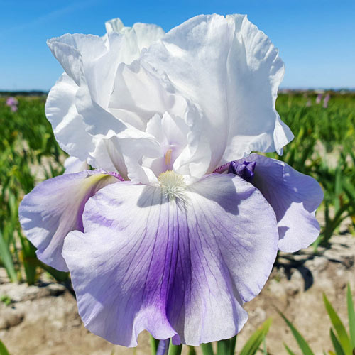 Best Bet Reblooming German Iris Plants
