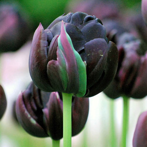 Buy Double Peony Tulip Black Hero Bulbs | K. Van Bourgondien