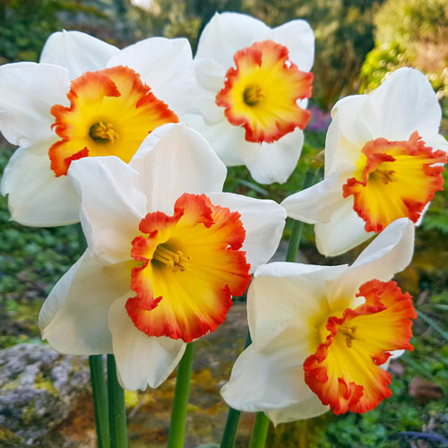 Gigantic Star Large Cupped Daffodil Bulbs, Narcissus