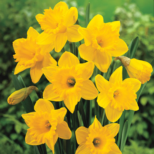 Dutch Master Trumpet Daffodil, Narcissus