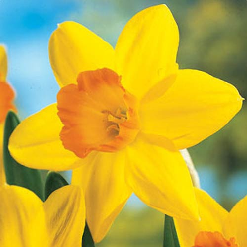 Gigantic Star Large Cupped Daffodil Bulbs, Narcissus