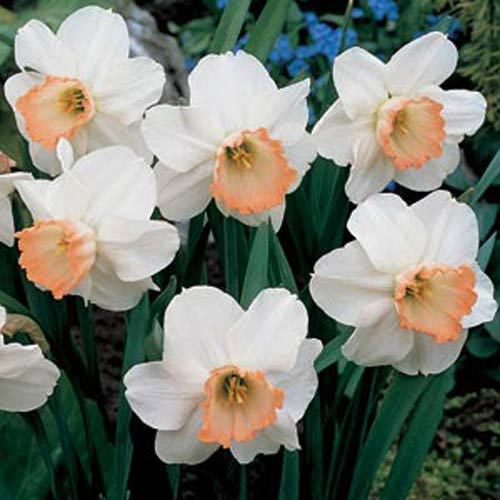 5 Large Cupped Pink Daffodil Mix Bulbs Garden Hardy Perennial Fall Narcissus