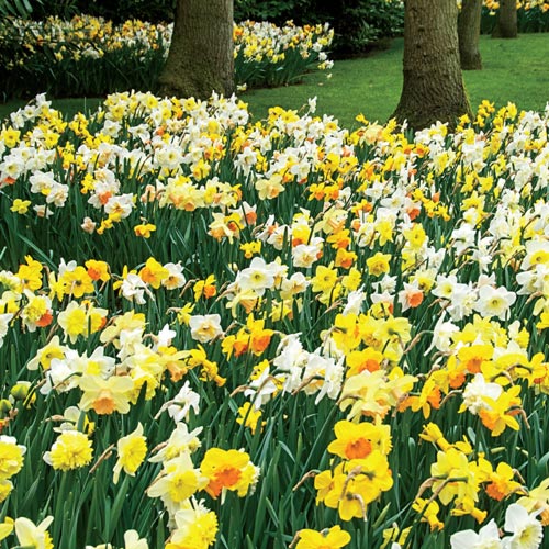  Dutch Master Daffodil 100 Bulbs - 12/14 cm Bulbs : Patio, Lawn  & Garden