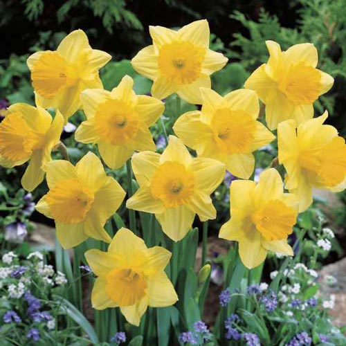 Carlton Daffodil Bulbs, Always Wholesale Pricing