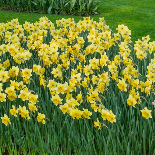 15 King Alfred Daffodil Bulbs Large Size Bulbs 12/14