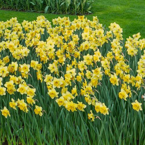 Carlton Daffodil Bulbs, Always Wholesale Pricing