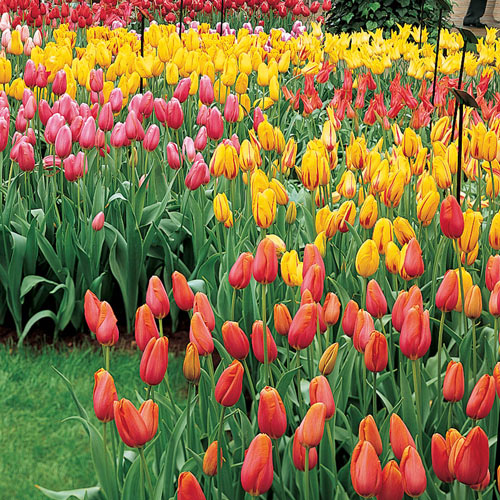 Verhoogd levering Harden Mayflowering Mixed Late Blooming Tulips | K. van Bourgondien
