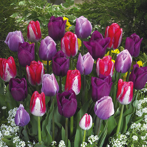 Purple Pink Tulip Bulbs Lovers Blend Flower Perennial Resistant Garden Blooms 