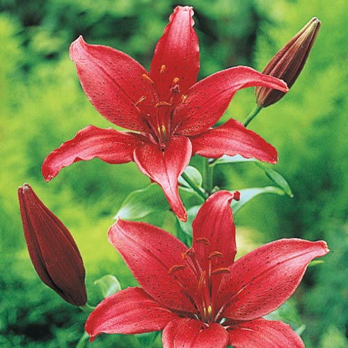 Perennial Zones 3-8 3 Lily Bulbs-Asiatic Lily 'Gran Paradiso' Pack of 3 Bulbs