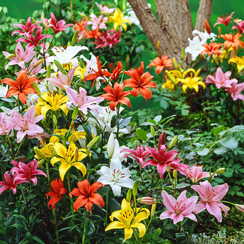 Pack of 5 Bulbs Perennial Zones 3-8 5 Asiatic Lily Bulbs-Colorfull Mixed 