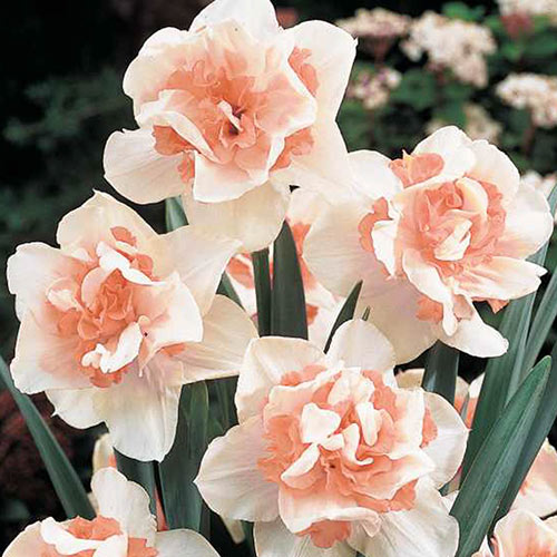 daffodil pink rose