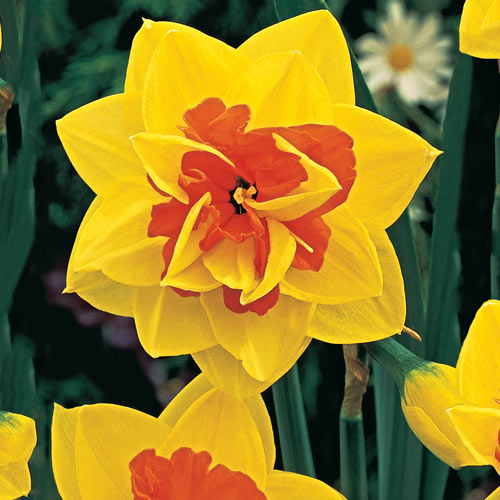 Double Daffodil Tahiti  K. van Bourgondien Wholesale Bulbs