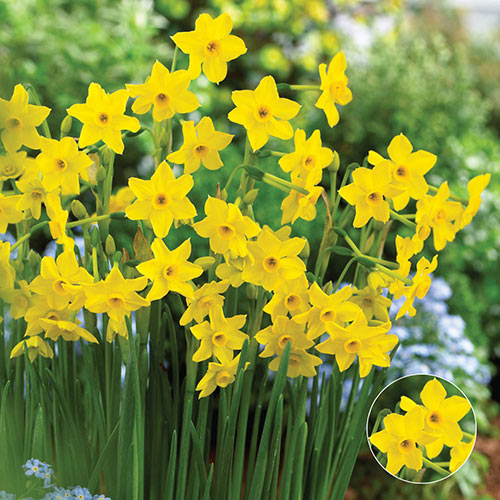 Daffodil Daffodil Flowers: