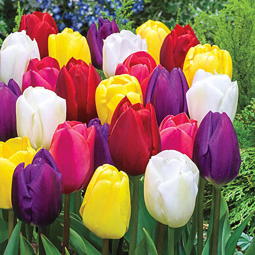 Plant in a Box - Tulipa Triumph Mix - Mix de 80 bulbes de tulipes - Mix de  bulbes de