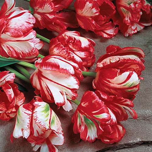 Estella rijnveld Parrot Tulip x 30 ampoules blanc et rouge fleurs