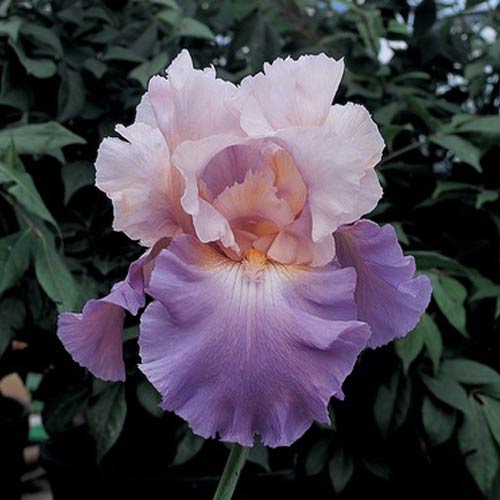 Iris Reblooming German Bearded Mother Earth 2 Bulbs Rhizome Beautiful Bonsai