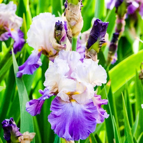 Iris Reblooming German Bearded Mother Earth 2 Bulbs Rhizome Beautiful Bonsai
