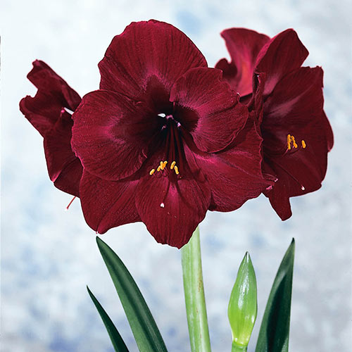 Amaryllis Bulbs Perennial Flowers Bonsai Red Black Pearl Dutch Resistant Plants