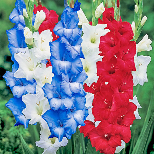 Patriotic Gladiolus Blend | Bag of 100 Wholesale Bulbs | Gladiolus Red | Blue | White Mix | Zone 3-10 | Red | Blue | White | Mixed | 36 - 48 Inches |