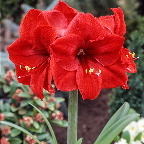 Diamond Amaryllis Red Lion | K. van Bourgondien