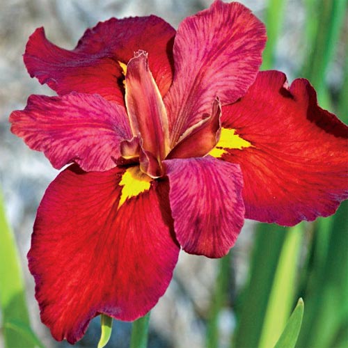 Louisiana Irises: Ann Chowning Iris from van Bourgondien