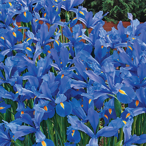 Elegant Blue Magic Dutch Iris From K Van Bourgondien.