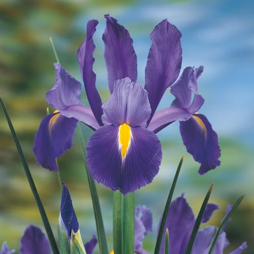 20 BLUE MAGIC DUTCH IRIS BULB CORM NICE BEAUTIFUL SPRING SUMMER FLOWER PERENNIAL
