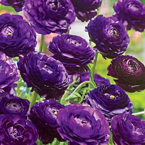 Ranunculus Purple Sensation | K. van Bourgondien