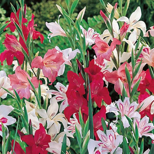 Free UK Postage 5 x Mixed Gladiolus nanus Corms Gladioli to Grow Yourself